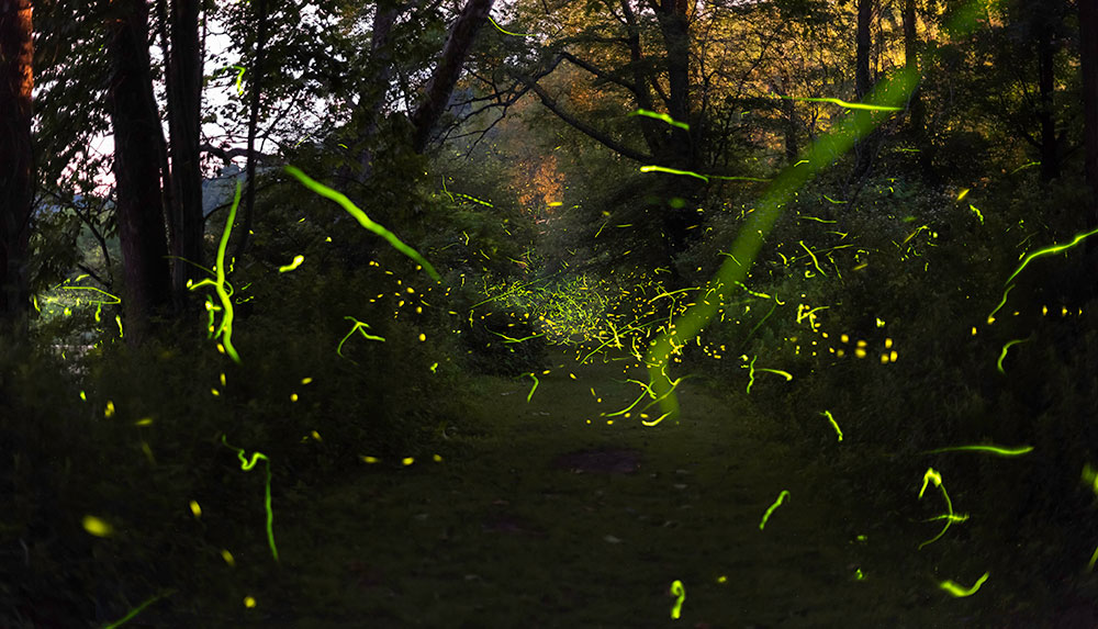 streaks of light made from fireflies at night in the woods