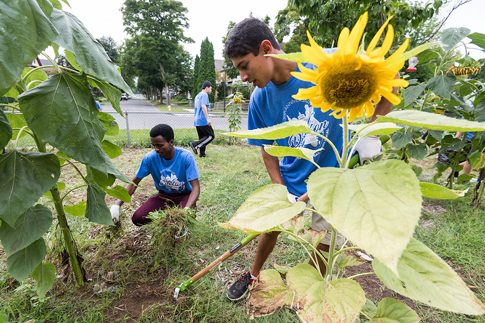 two students weeding around a large sunflower