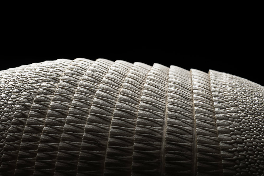 close up detail of an armadillo's scales