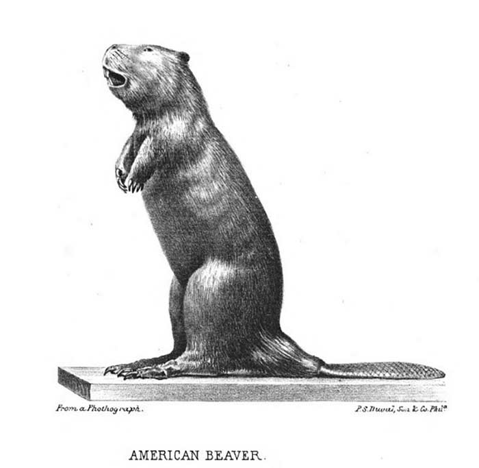 scientific illustration labeled American Beaver