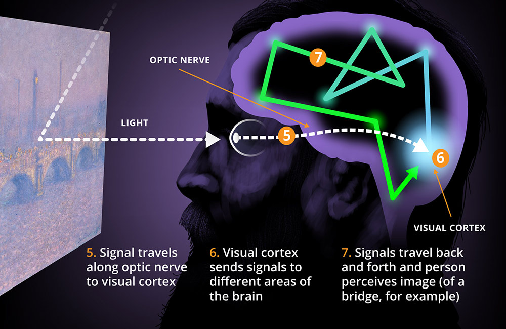 illustration shows Monet's face looking at a painting with parts of the eye and brain labeled five through seven. 5: Signal travels along optic nerve to visual cortex. 6: Visual cortex sends signals to different areas of the brain. 7: Signals travel back and forth and person perceives image (of a bridge, for example)