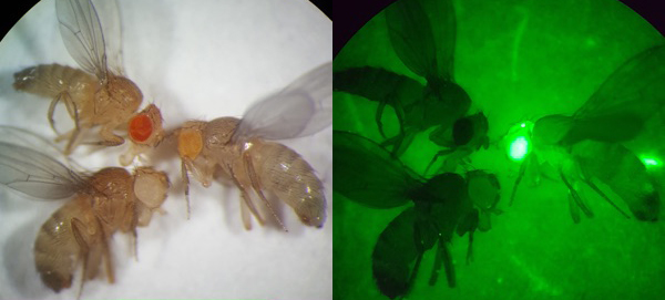 two images for fruit flies, one with red eyes highlighted, and one with white eyes highlighted