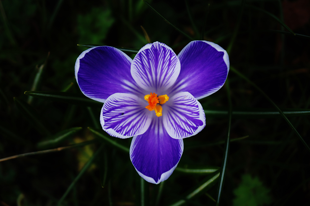 photo of a crocus flower.