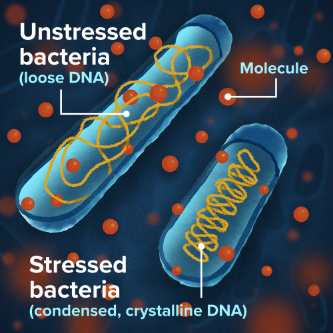 Illustration of an "unstressed" bacteria with loose DNA next to a "stressed" bacteria with compact DNA.