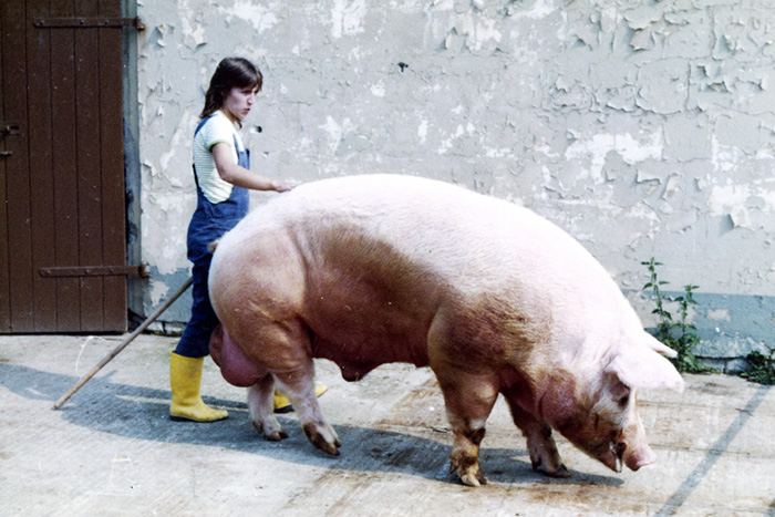 farmer walking beside large pig
