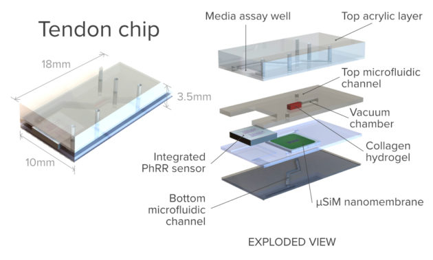 artist's illustration of a tendon chip, with an exploded view showing the layers for the top acrylic layer, the microfluidic channel, the vaccuum chamber, collogen hydrogel, integrated sensor, and bottom microfluidic gel. 