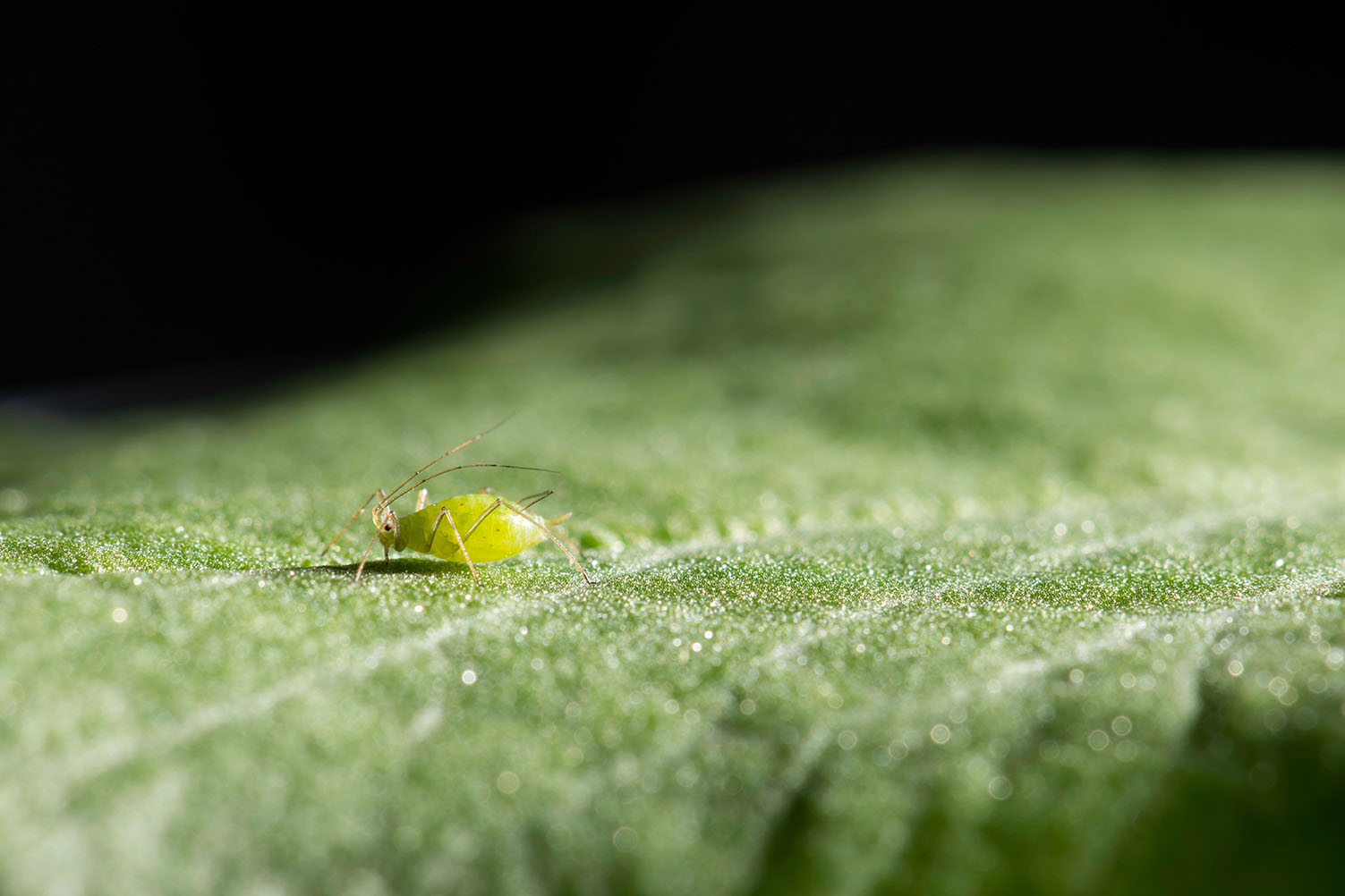 Close up of small green insect (pea aphid) crawling on a leaf.