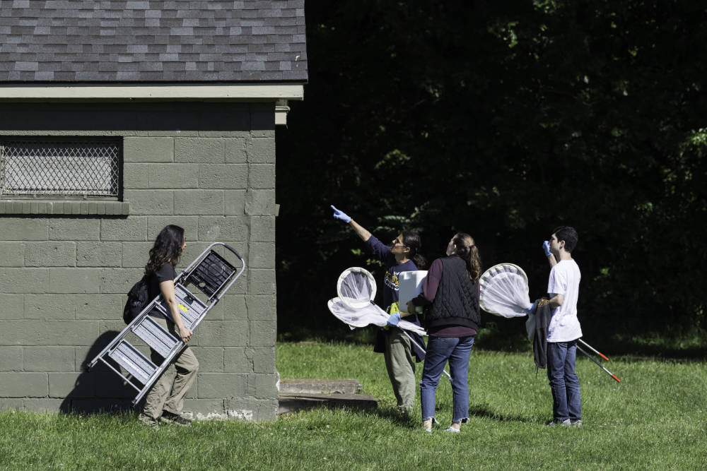 Four people look up as one person points at a wasps' nest on a park shelter.