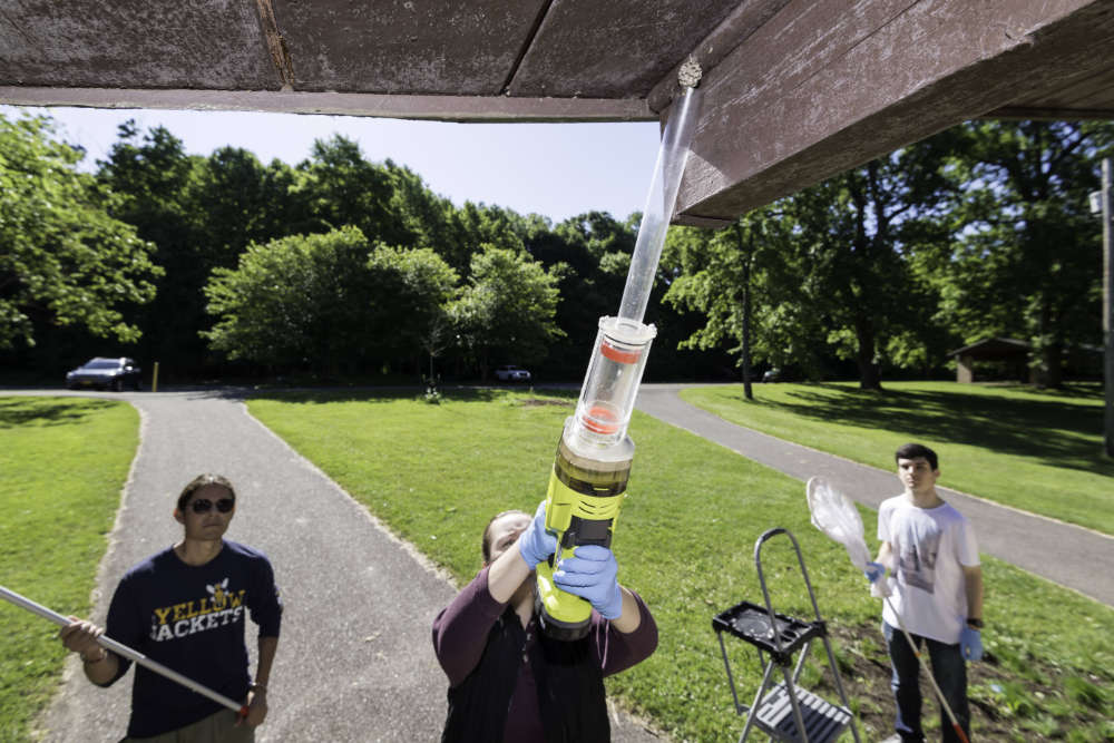 Students collect wasps nests from park shelters using a special vacuum.