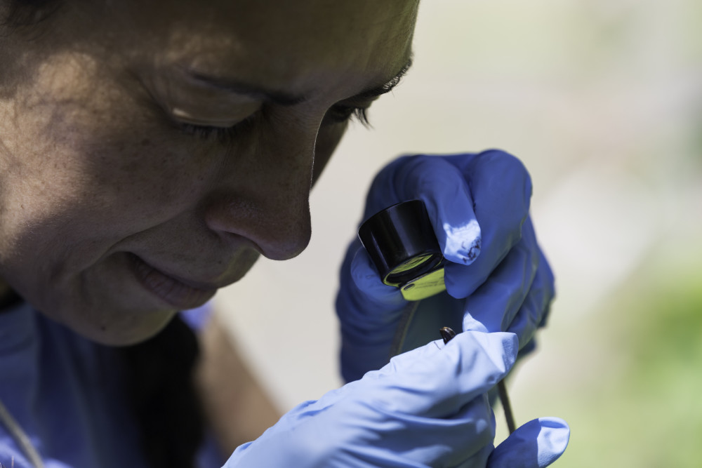 Floria Uy uses a magnifying glass to examine a wasp for parasites.