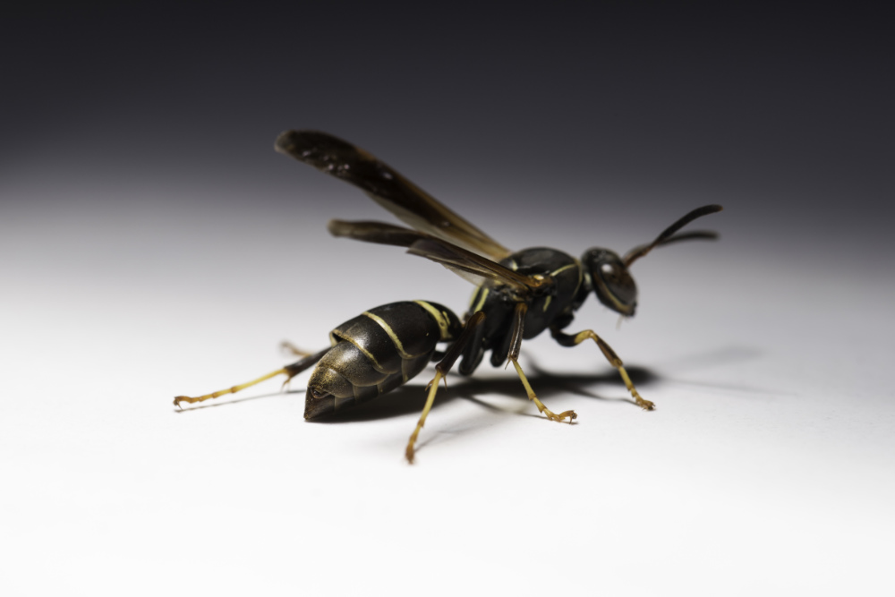 A parasitized Northern paper wasp (Polistes fuscatus).