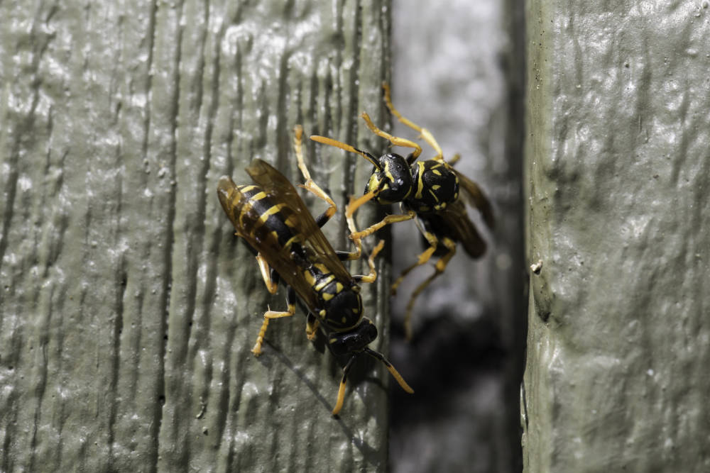 Two Norther paper wasps enter and leave a nest inside a park structure.