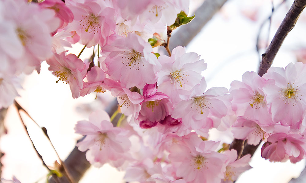 Closeup of pink flowers on tree.