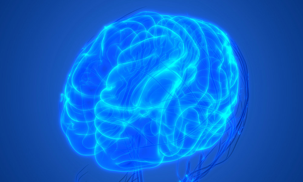 3D computer image of brain showing circulatory anatomy.
