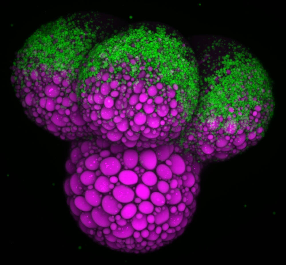 Nutrient segregation in a snail embryo with the magenta protein separated from the green fat.