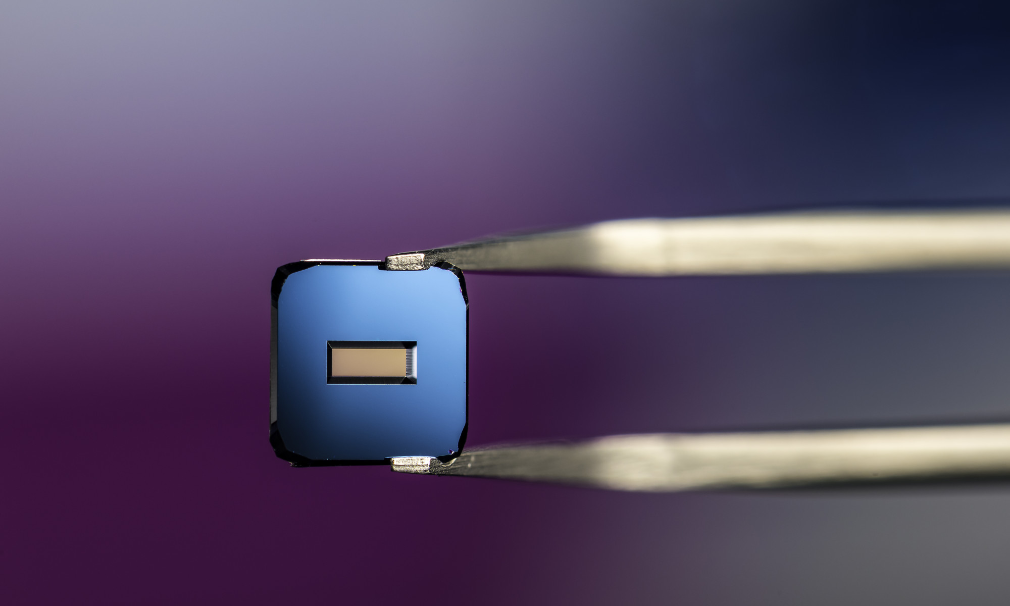 Close-up of tweezers holding µSiM chip of the kind University of Rochester’s Translational Center for Barrier Microphysiological Systems (TraCe-bMPS).
