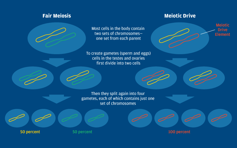 fair meiosis