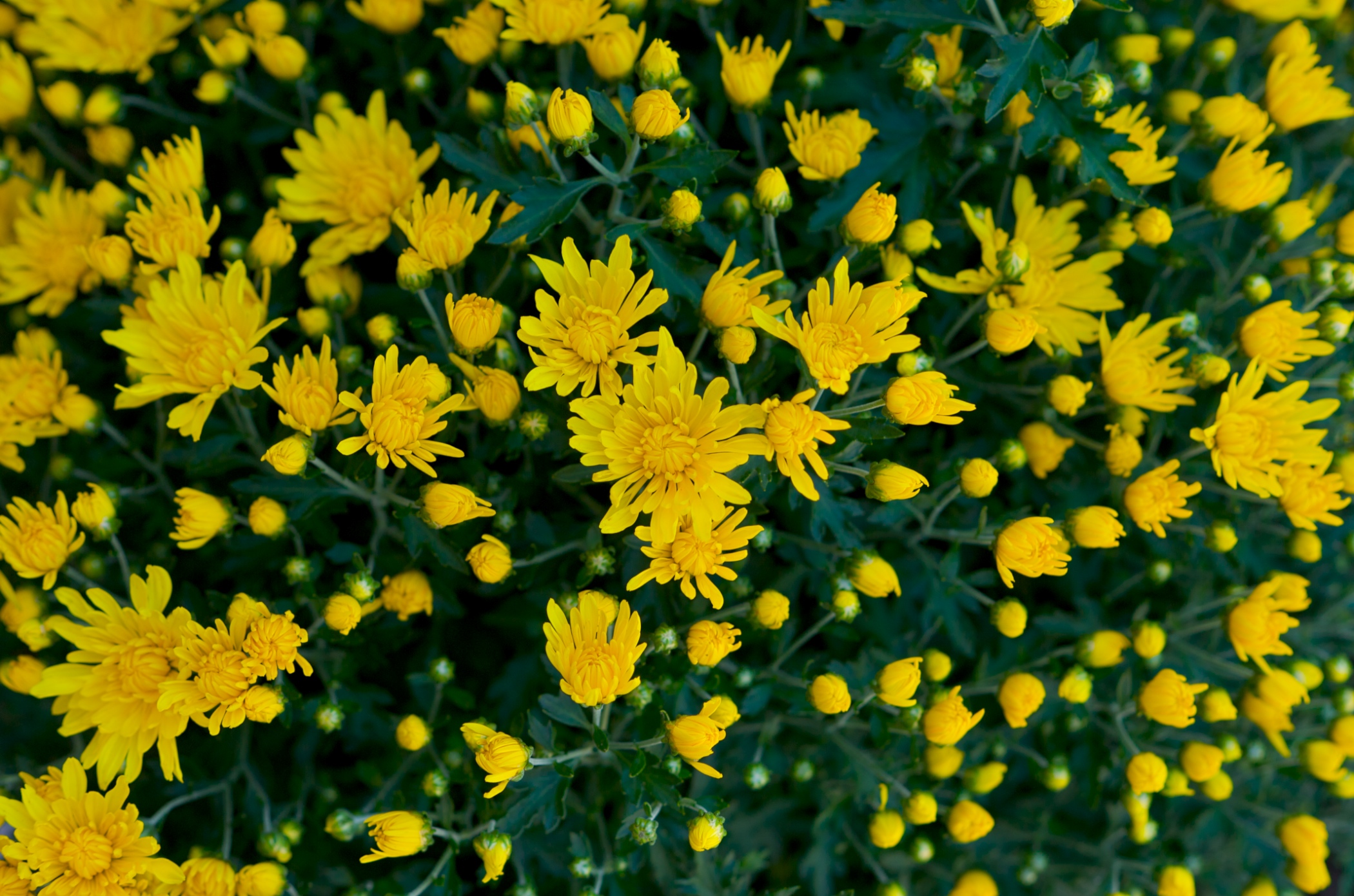 picture of small yellow flowers blooming