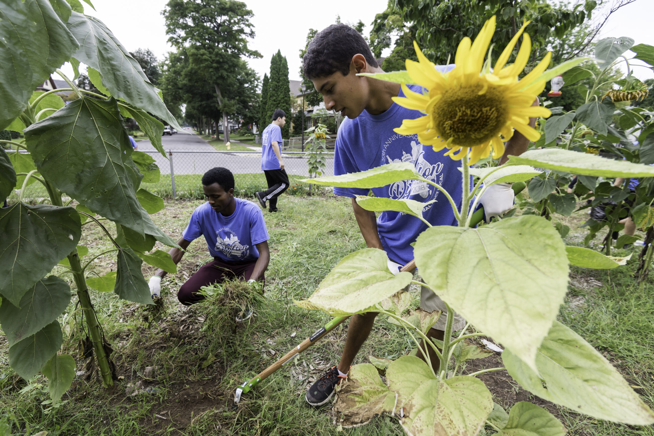 Math/econ major Dokata Kosi of Marsabit, Kenya, left and ECE major Aaron Sapollnik of NYC weed the community garden at Wilson Magnet High School. // Members of University of Rochester's Class of 2022 are pictured during Wilson Day August 27, 2018. // photo by J. Adam Fenster / University of Rochester