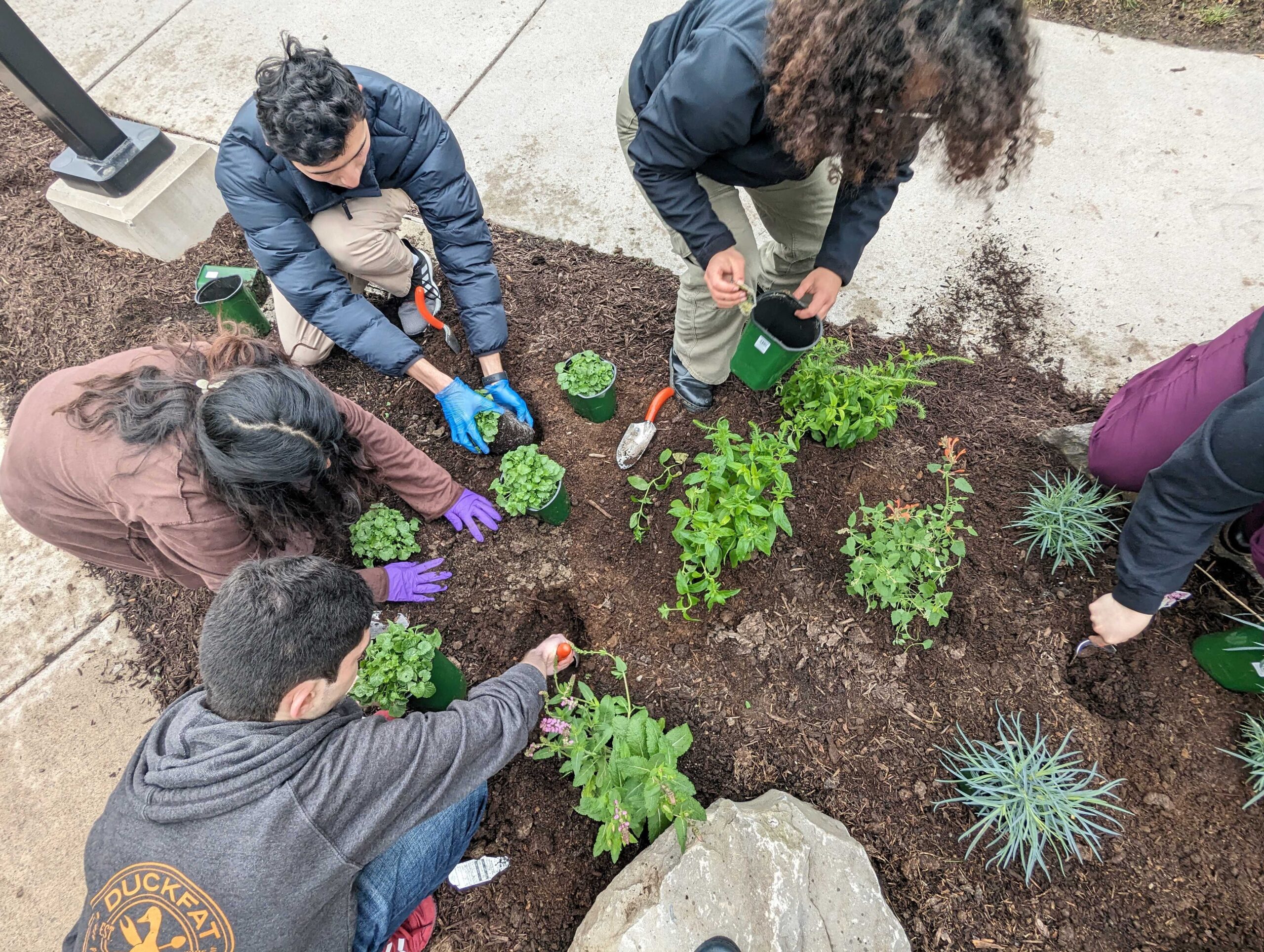 A group of students planting plants outside on the University of Rochester's campus
